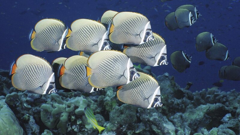 School of butterfly fish