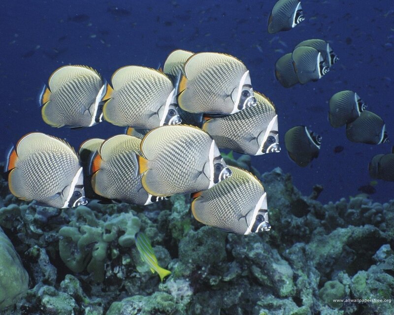 School of butterfly fish
