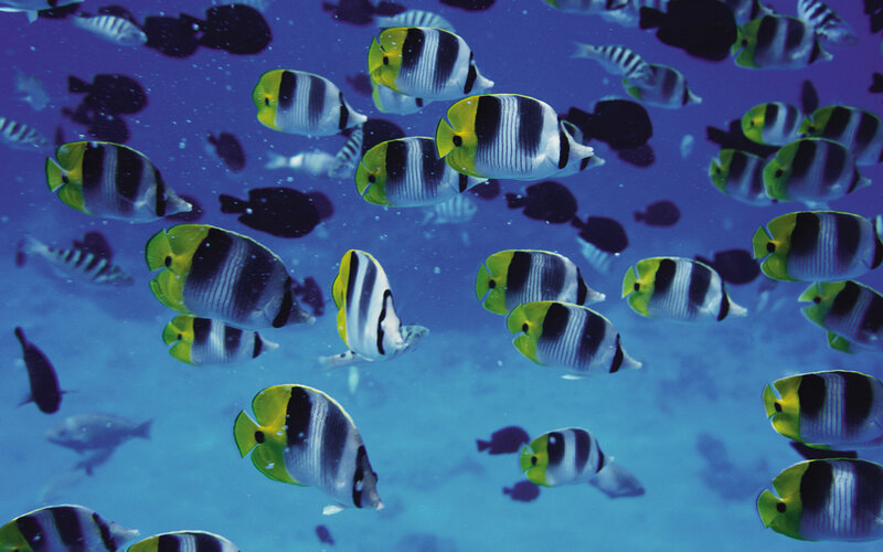 School of Butterfly Fish — Blue, Serene, Photograph, Ocean, Bubbles