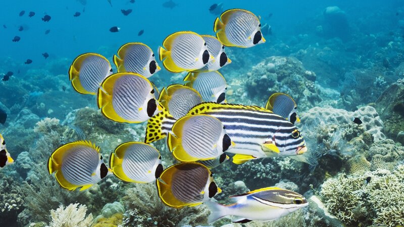School of Butterfly Fish — Blue, Serene, Photograph