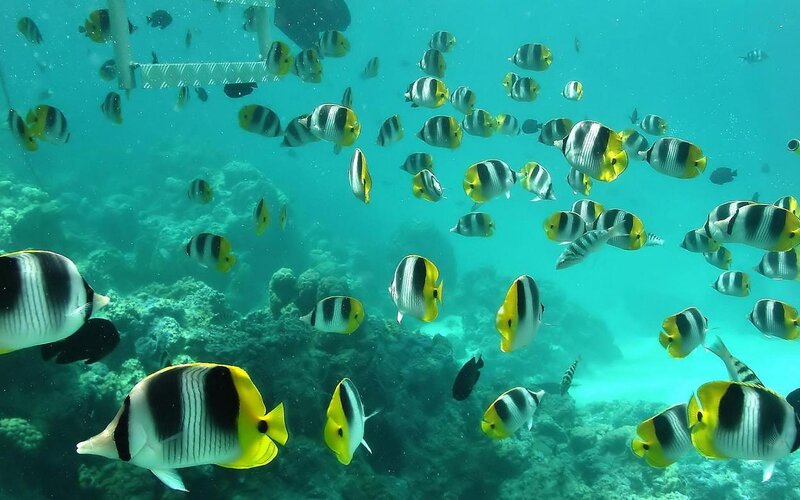 School of Butterfly Fish — Blue, Serene