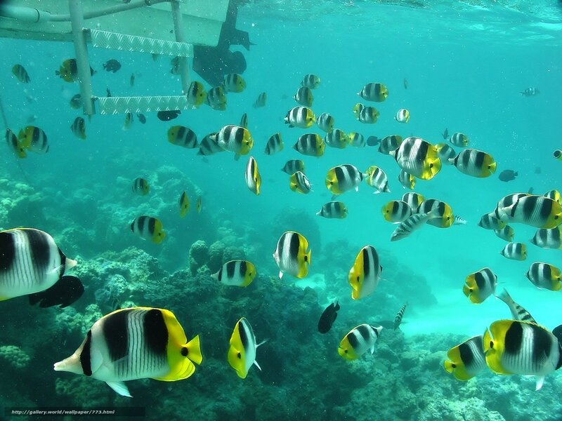 School of Butterfly Fish — Blue