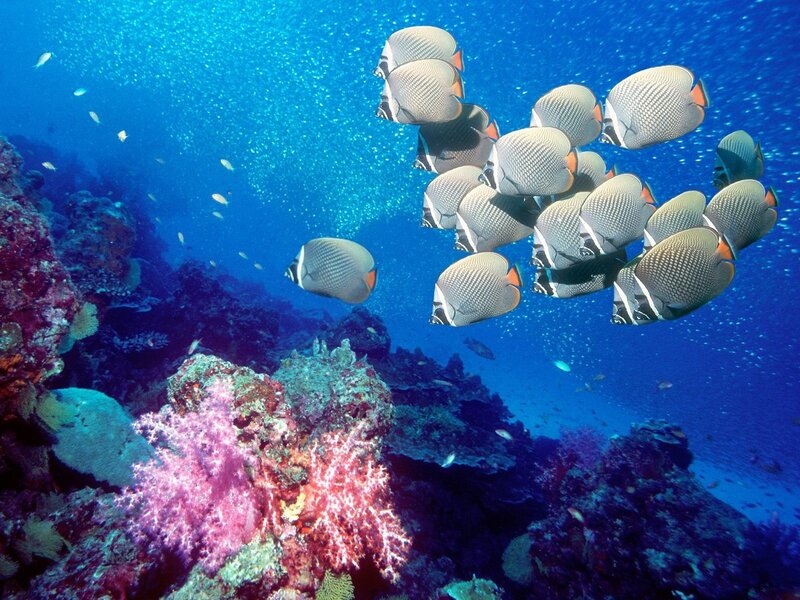 School of butterfly fish near coral reef