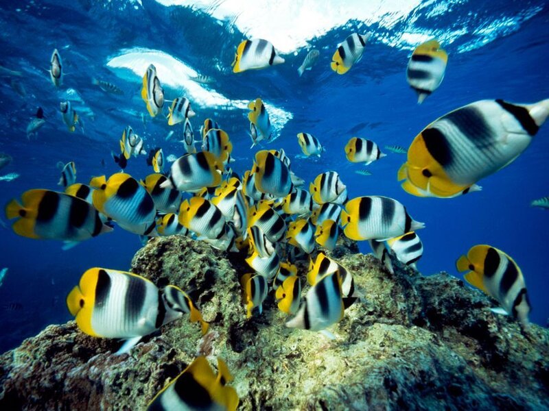 School of butterfly fish underwater