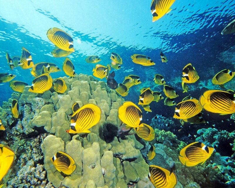 School of Butterfly Fish — Yellow