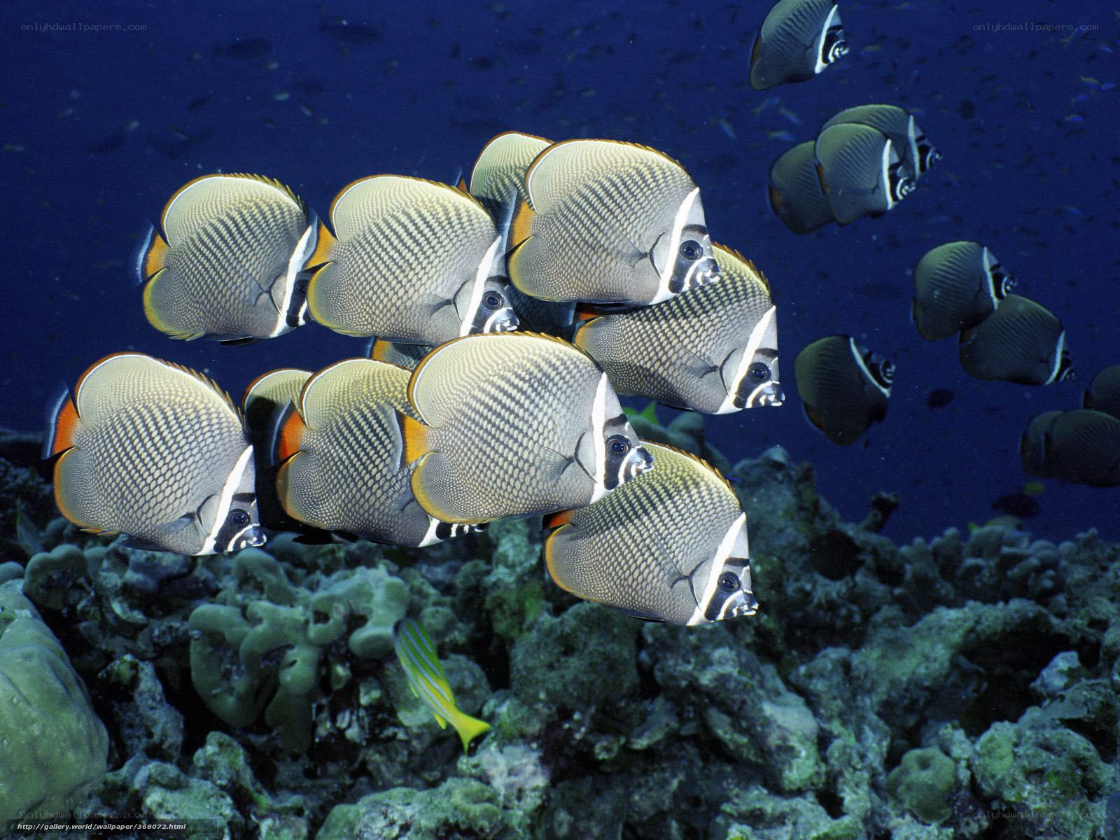 School of butterfly fish