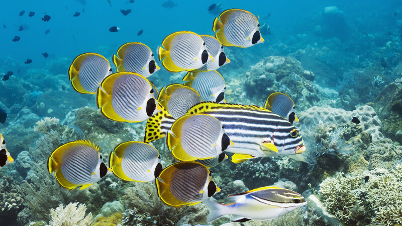 School of Butterflyfish