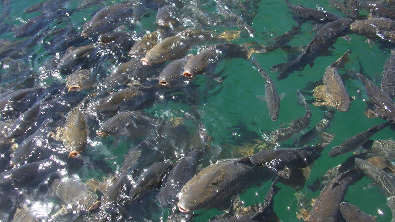 School of Carp in Water