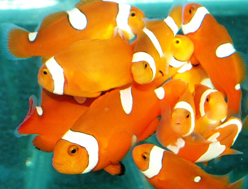 school of clownfish in aquarium