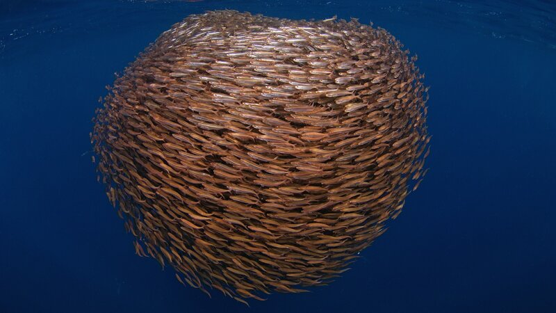 School of fish in a ball