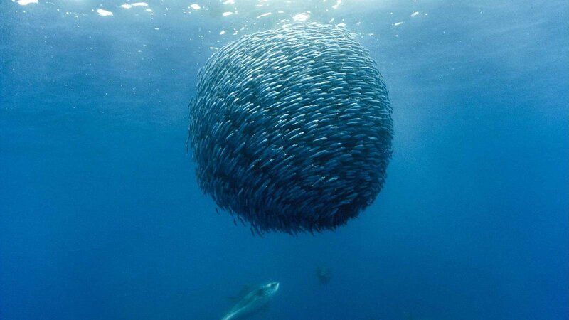 School of fish in a ball