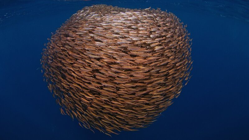School of fish in a ball