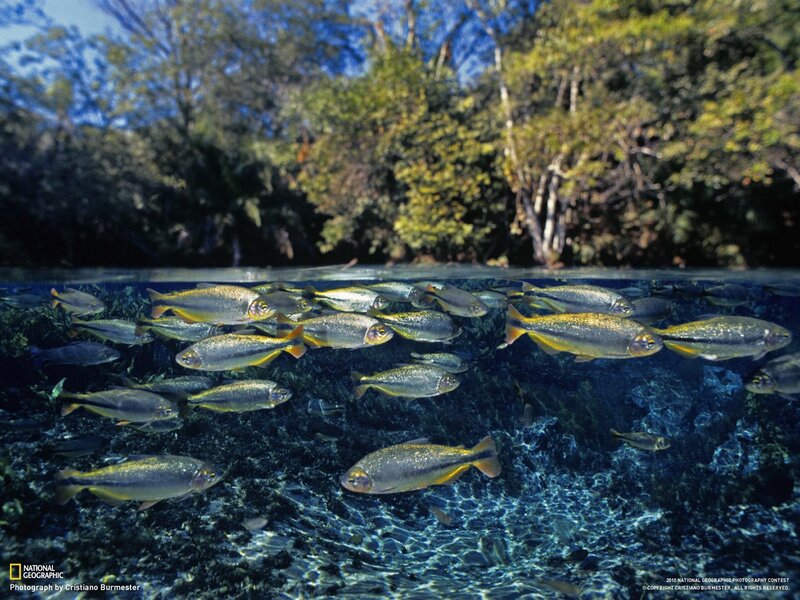 School of fish in a river