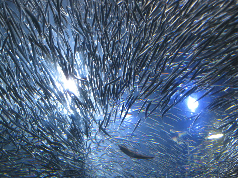 School of fish in aquarium