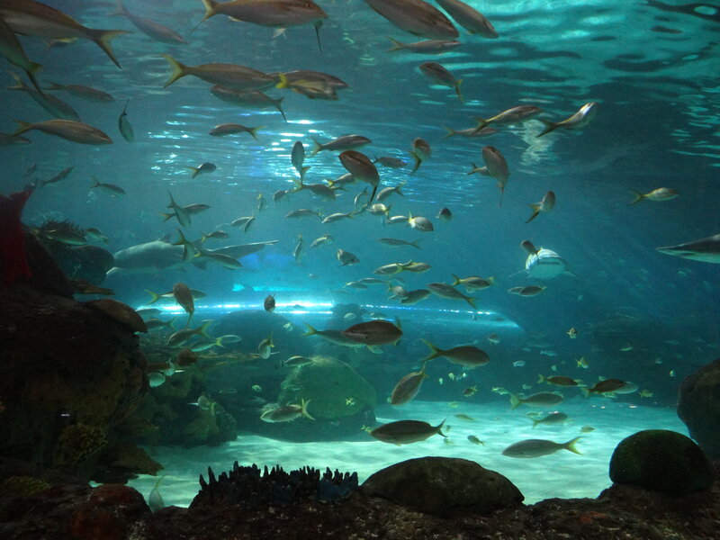 School of Fish in Aquarium — Blue, Calm, Photograph