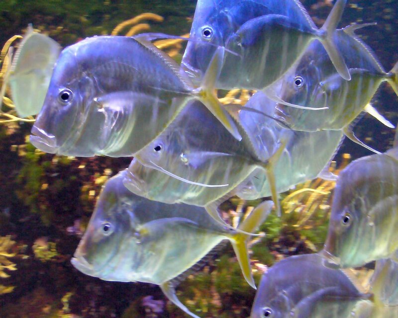 School of Fish in Aquarium — Blue