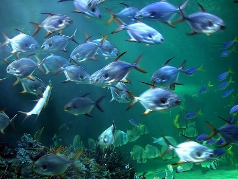 School of Fish in Aquarium — Green