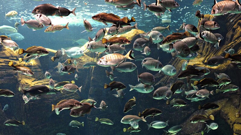 school of fish in aquarium