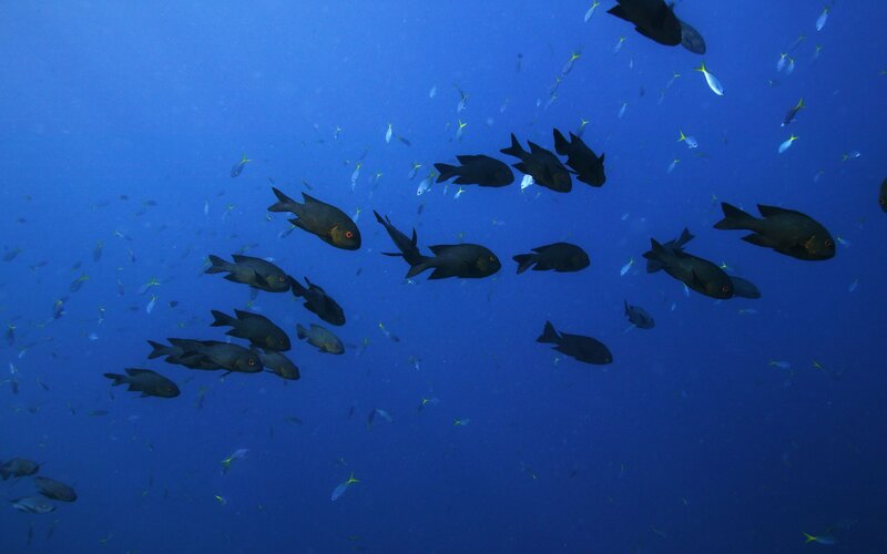 School of fish in blue water