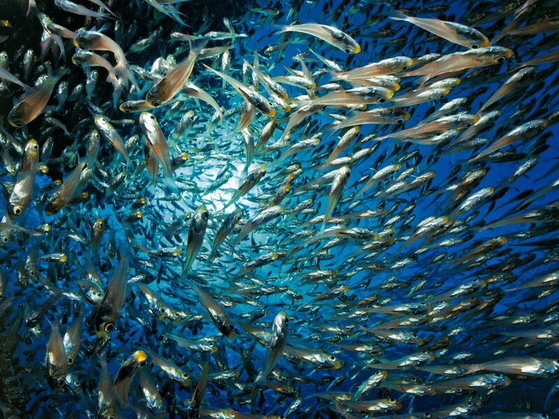 School of fish in blue water