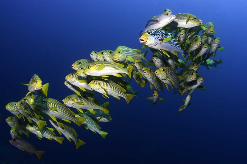 school of fish in blue water