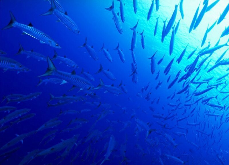 School of fish in blue water