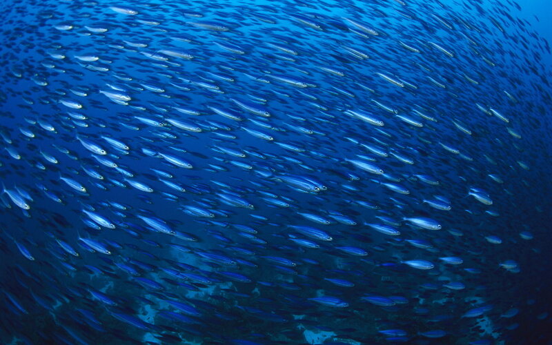 School of fish in blue water