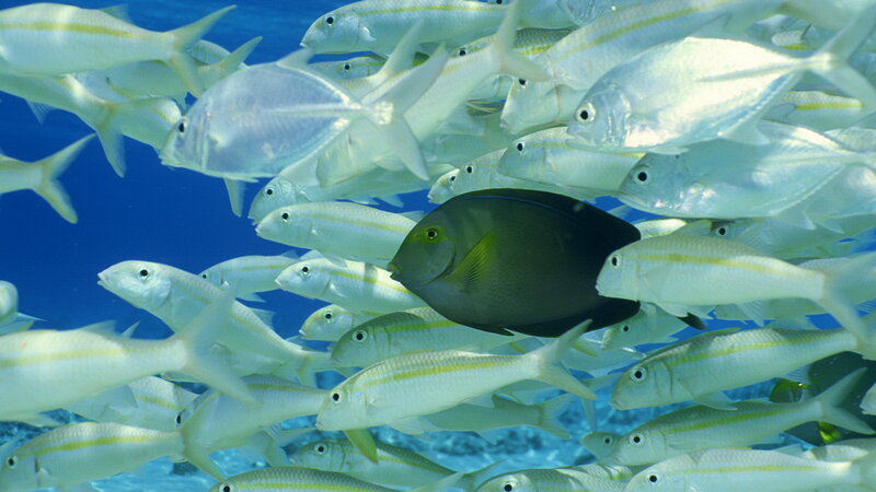 School of fish in blue water