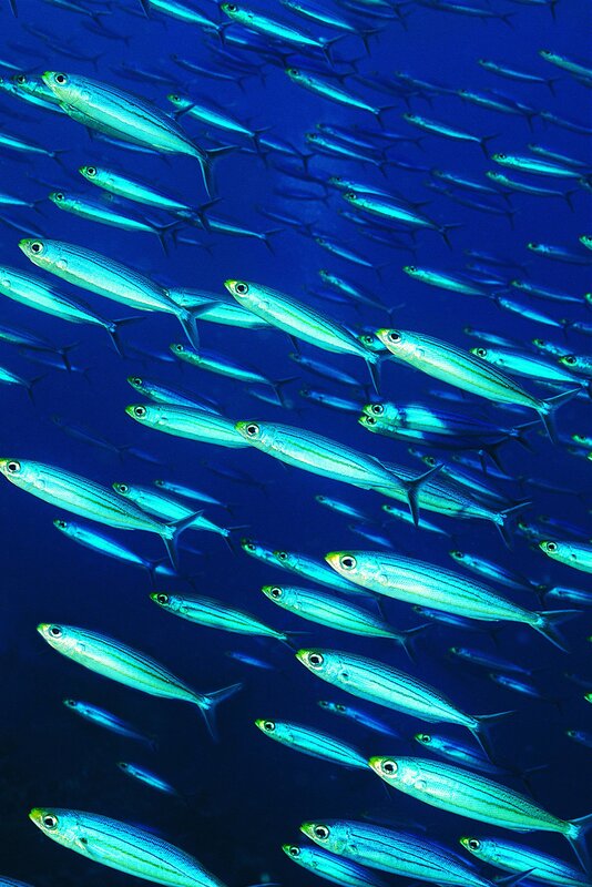 School of fish in blue water