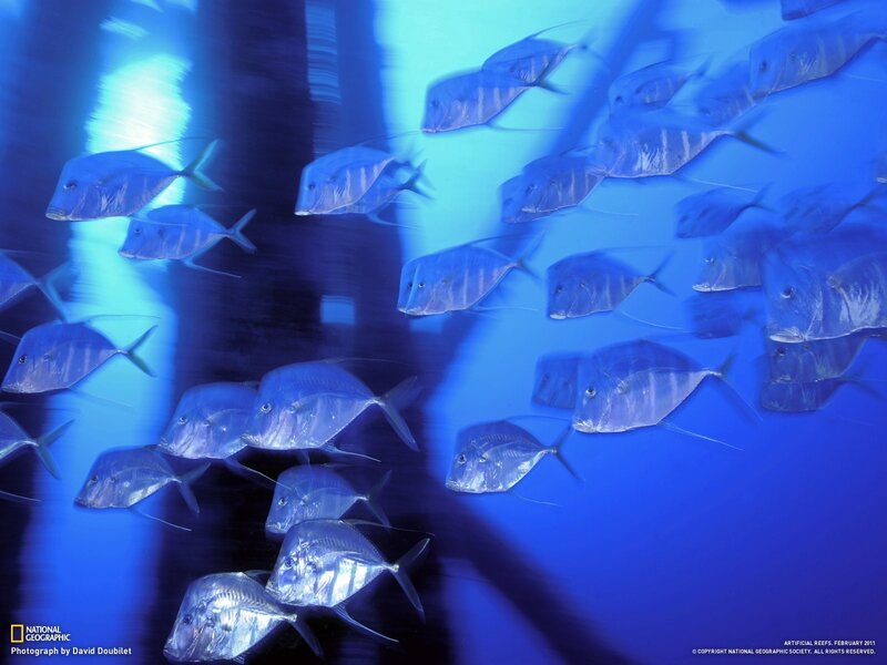 School of fish in blue water