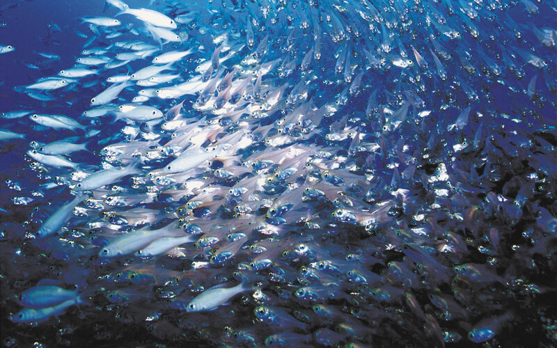 School of fish in blue water