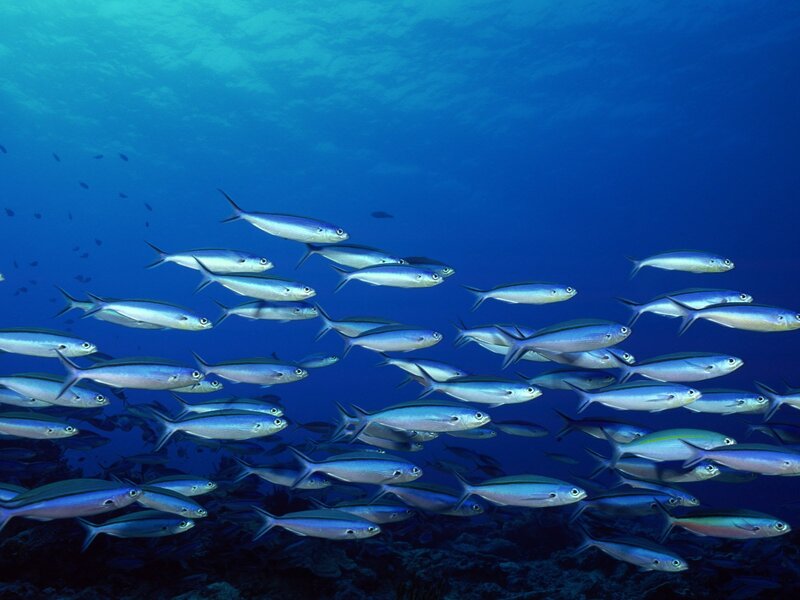 School of fish in blue water