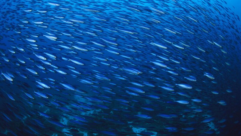 School of fish in blue water