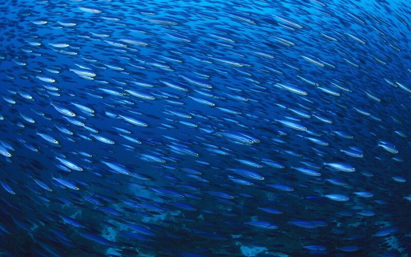 School of fish in blue water