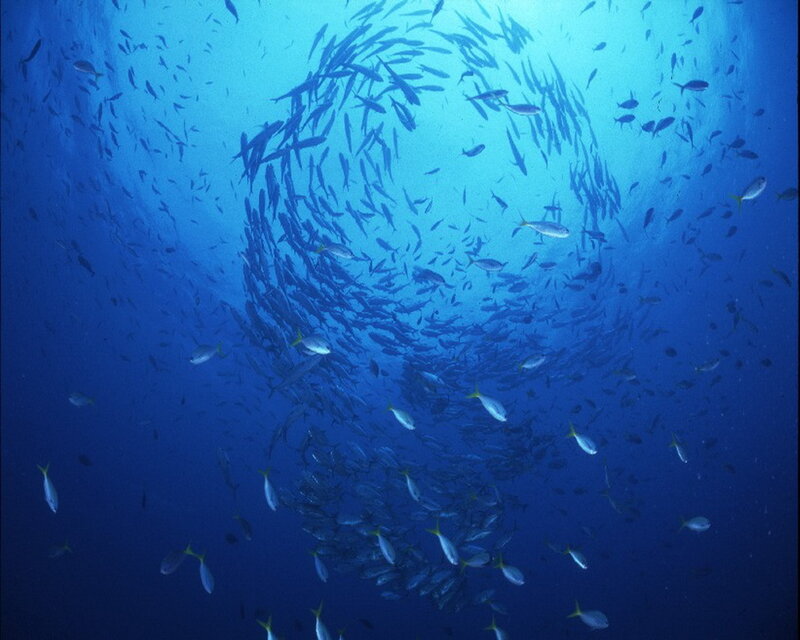 School of fish in blue water