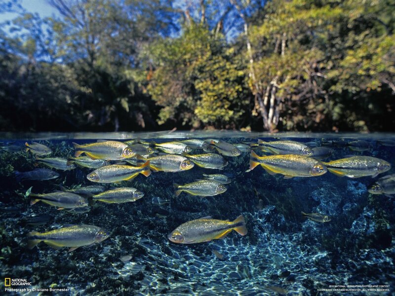 School of fish in clear water