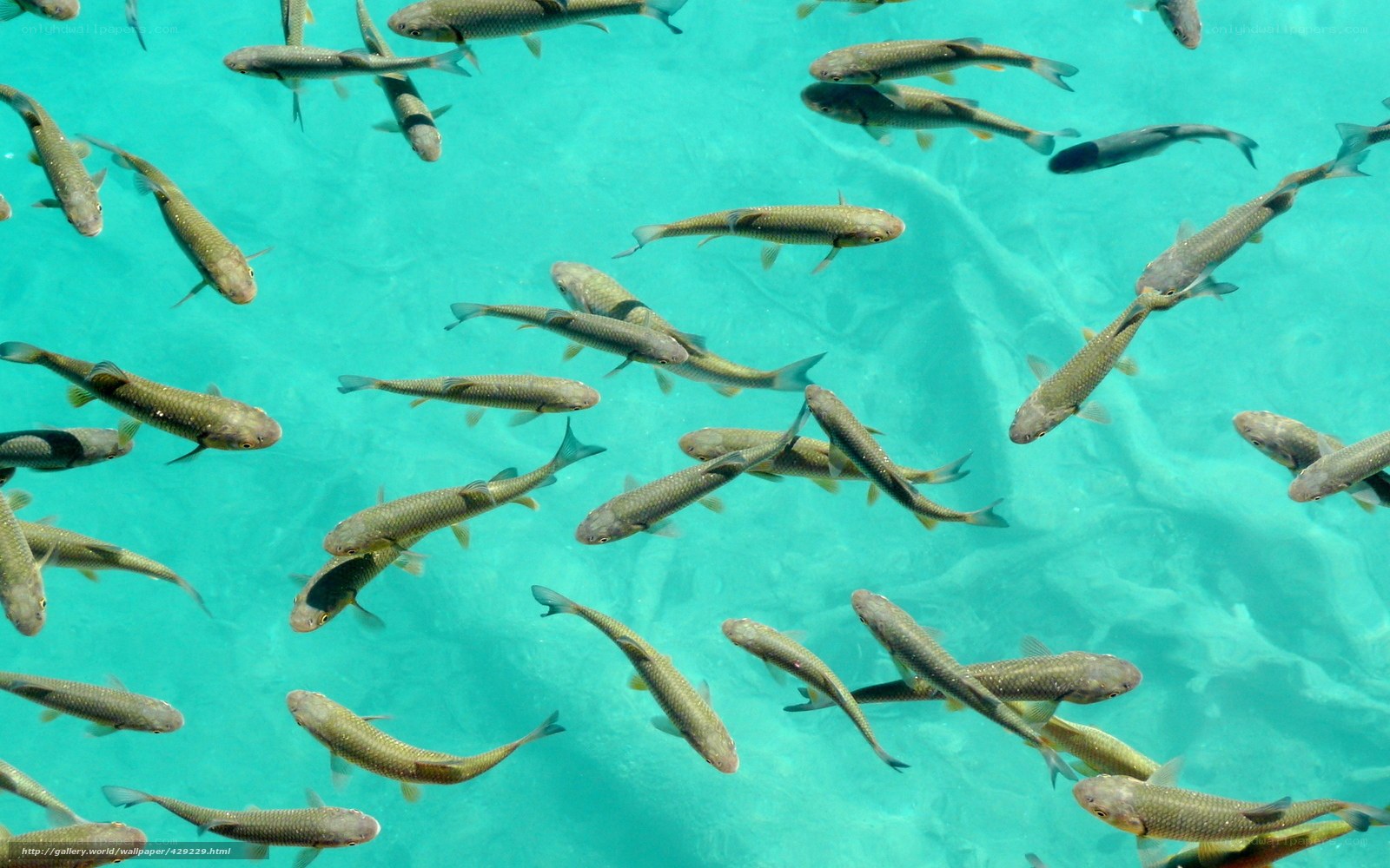 School of fish in clear water
