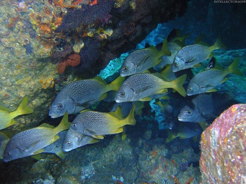 School of fish in coral reef