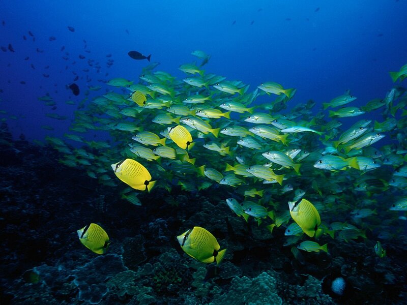 School of fish in coral reef