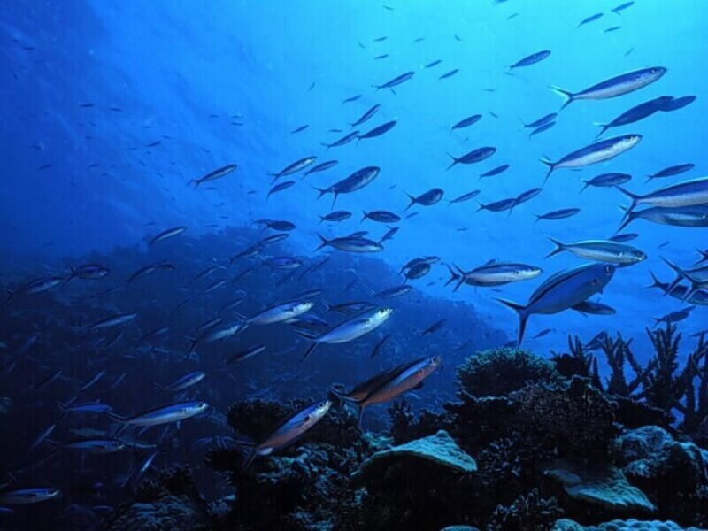 school of fish in coral reef