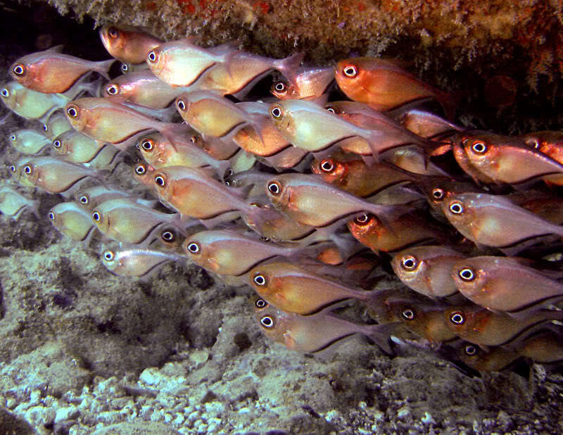 School of fish in coral reef