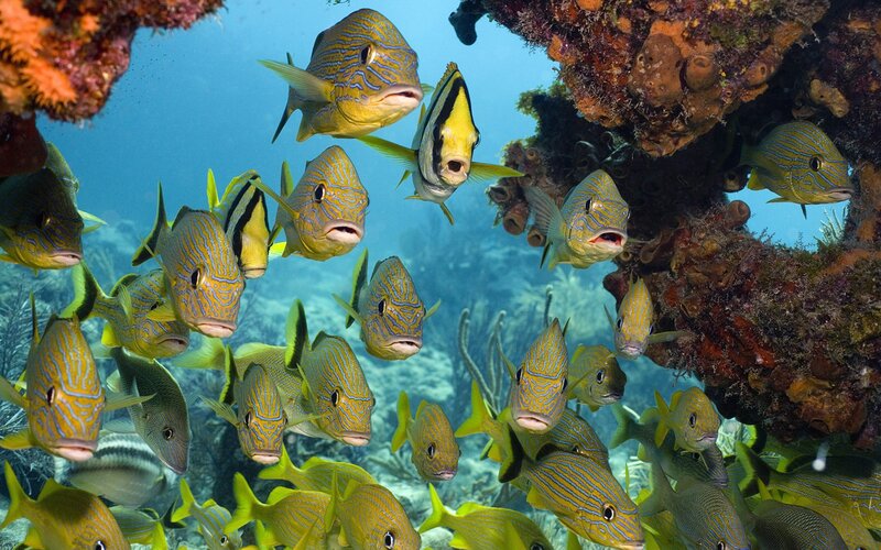 School of fish in coral reef