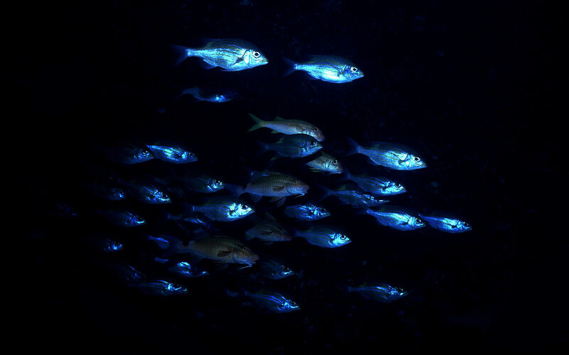 School of fish in dark water