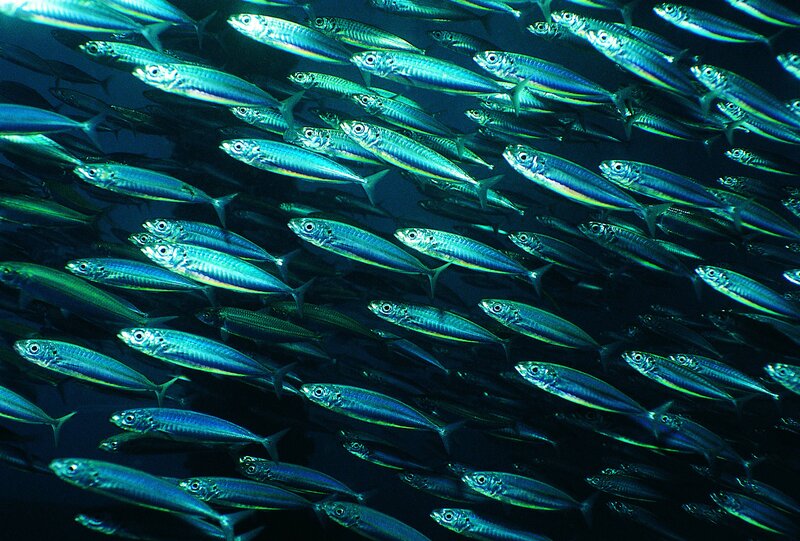 School of fish in deep water