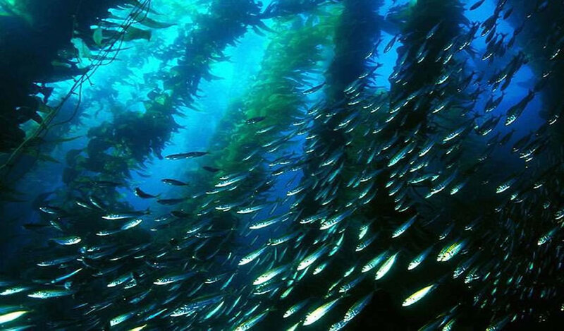 School of Fish in Kelp Forest