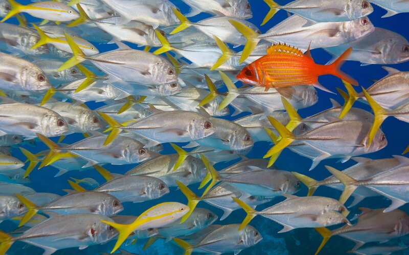 School of Fish in Ocean — Blue, Serene