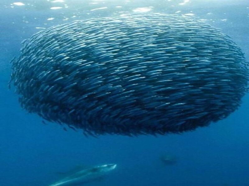 School of Fish in Ocean — Blue
