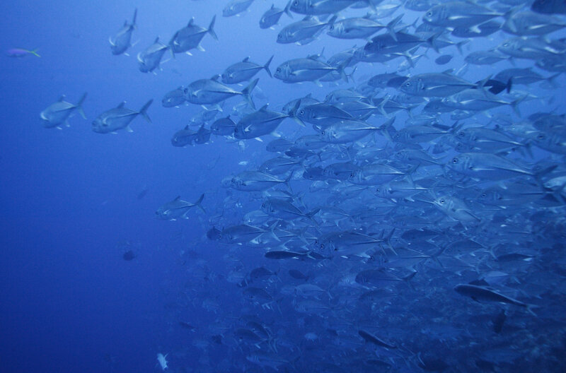 School of Fish in Ocean