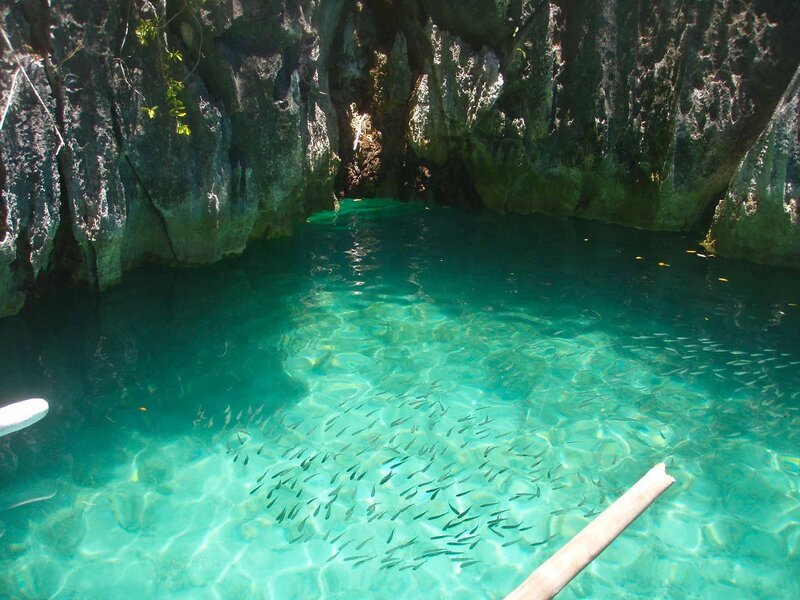 School of Fish in Pool