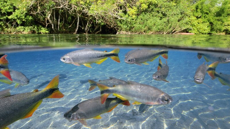 School of Fish in River — Blue, Serene, Afternoon, Photograph, Trees